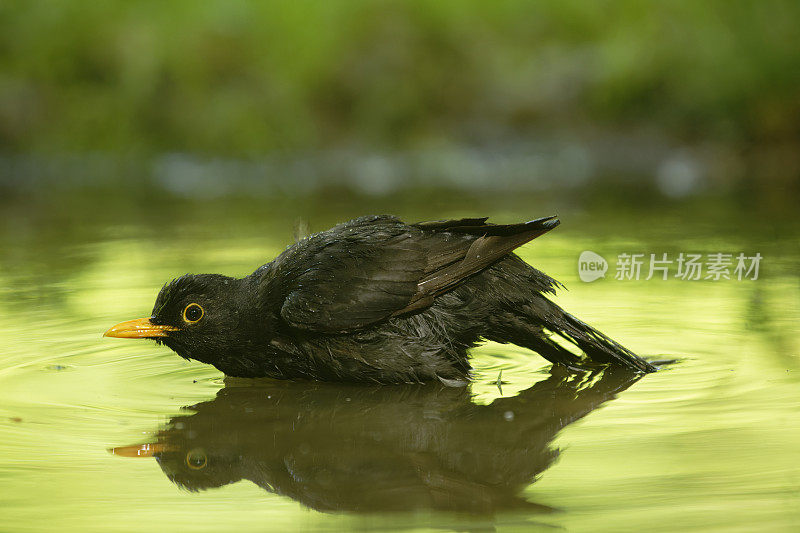 黑鸟(Turdus merula)